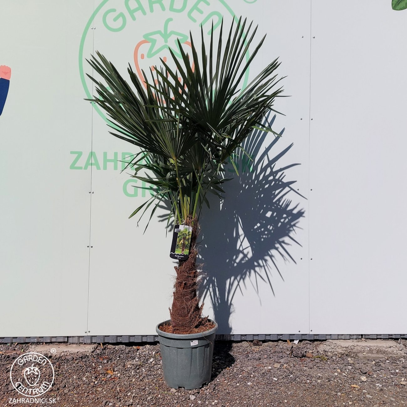 Obrázok Palma konopná (Trachycarpus fortunei) - výška kmeňa 40-50 cm, celková výška 120-160 cm, kont. C20L/55L (-17°C)